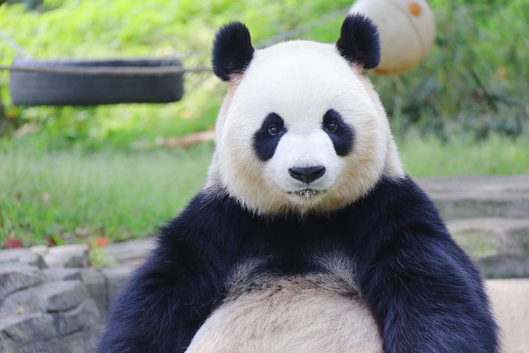 熊猫的外貌特征